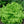 black seeded simpson lettuce seeds for planting