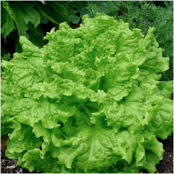 black seeded simpson lettuce seeds for planting