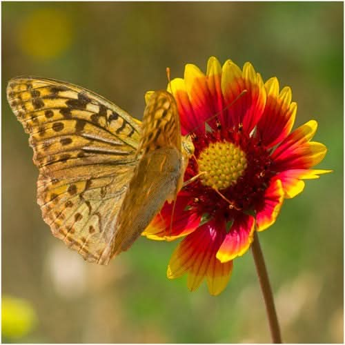 Blanket Flower