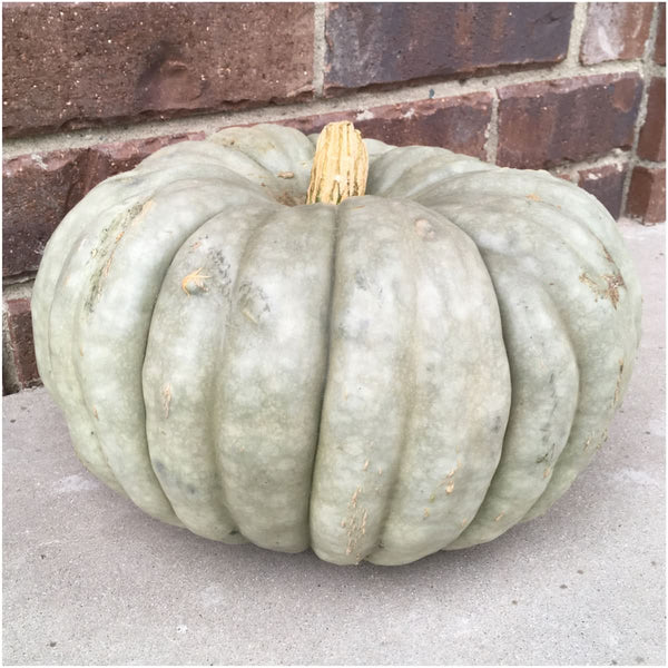 Blue Jarrahdale Pumpkin Seeds For Planting (Cucurbita maxima)