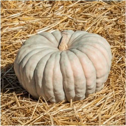 Blue Jarrahdale Pumpkin Seeds For Planting (Cucurbita maxima)