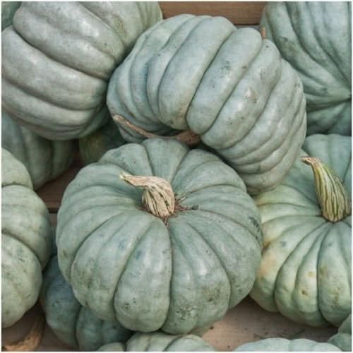 spooky mix pumpkin seeds for planting