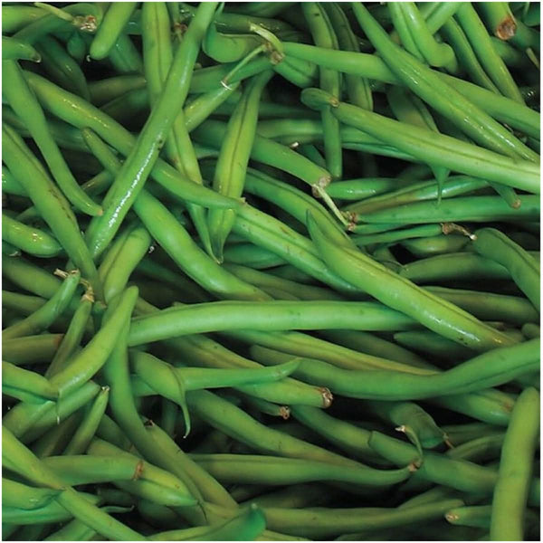 Blue Lake Pole Bean Seeds For Planting (Phaseolus vulgaris)