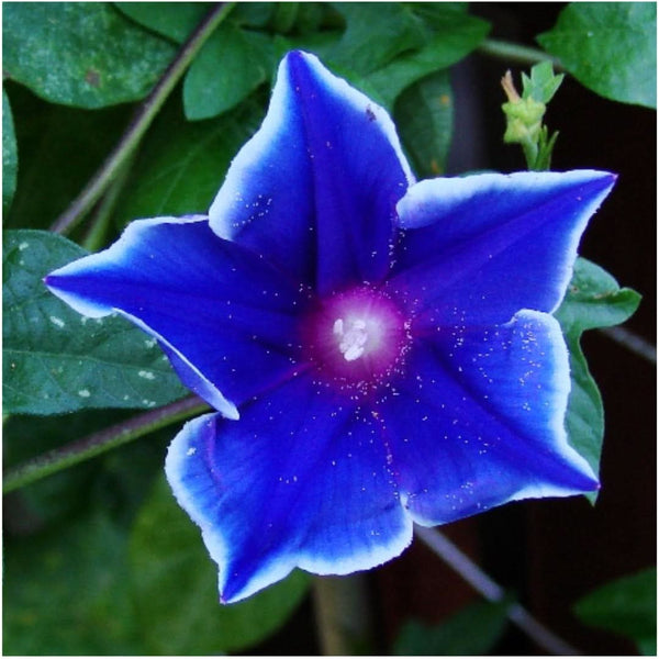 Blue Picotee Morning Glory