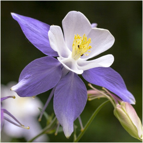 Blue Star Columbine Seeds For Planting (Aquilegia caerulea)