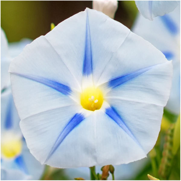 Blue Star Morning Glory Seeds For Planting (Ipomoea tricolor)