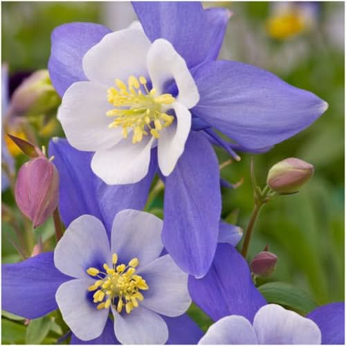 blue star columbine seeds for planting