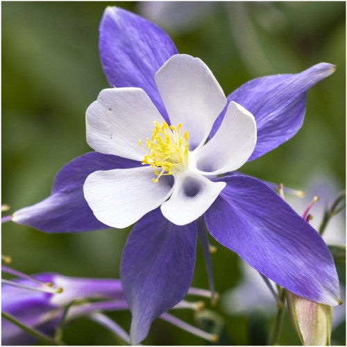 Blue Star Columbine Seeds For Planting (Aquilegia caerulea)