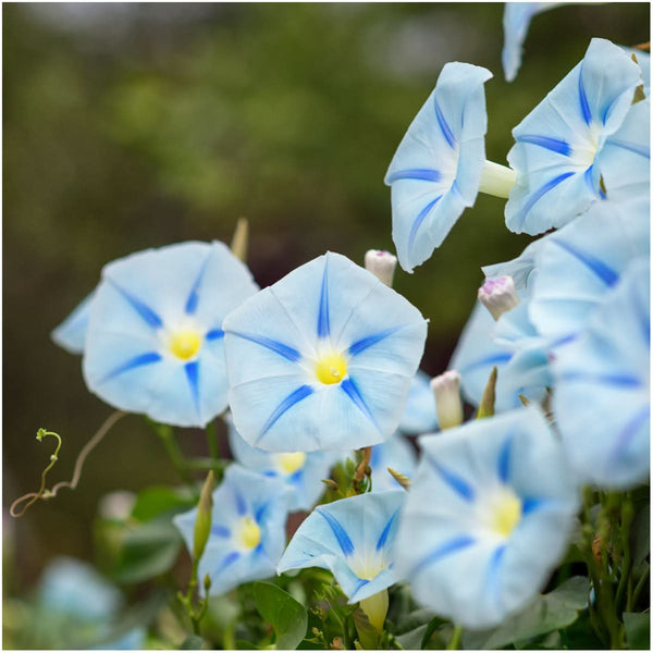 Blue Star Morning Glory Seeds For Planting (Ipomoea tricolor)