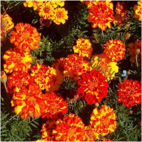 Bolero Marigold Seeds For Planting (Tagetes erecta)