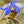 borage