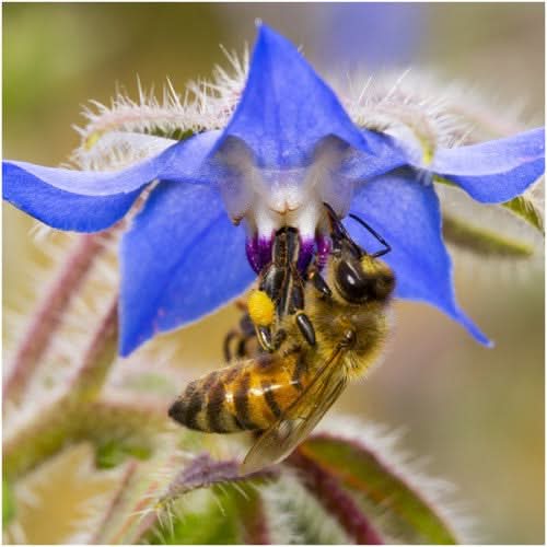 Blue Borage Seeds For Planting (Borago officinalis)