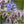 borage