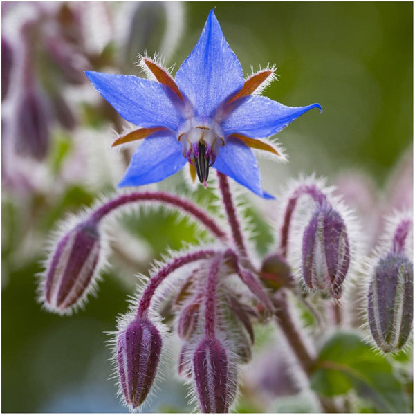 borage seeds