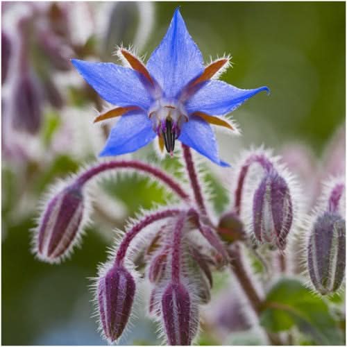 Blue Borage Seeds For Planting (Borago officinalis)