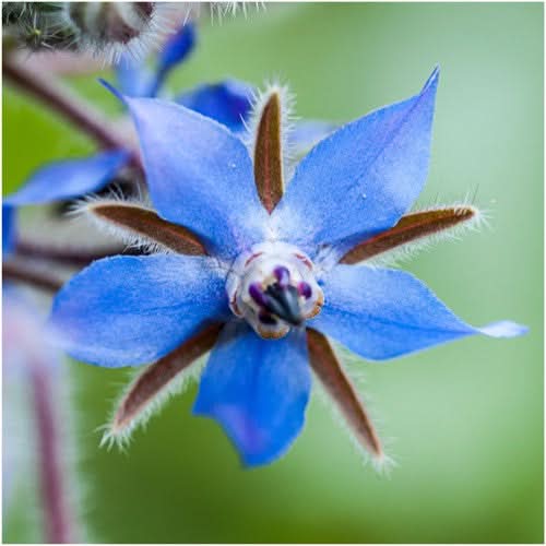 Blue Borage Seeds For Planting (Borago officinalis)