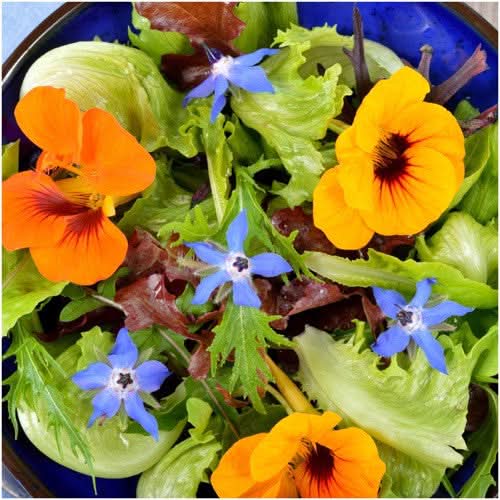 Blue Borage Seeds For Planting (Borago officinalis)