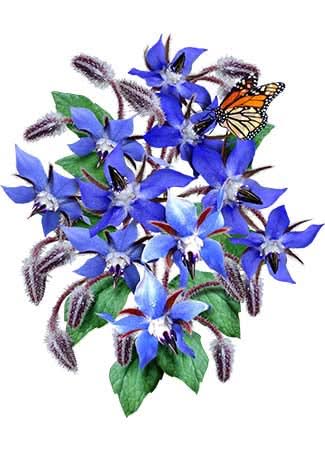 Borage Herb Seed Duo