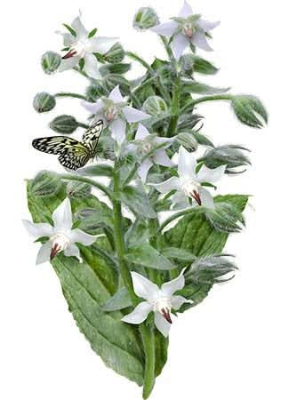 white borage seeds