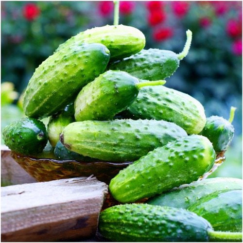 boston pickling cucumber seeds for planting