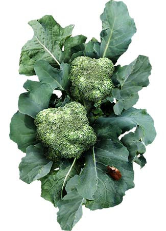 calabrese broccoli seeds for planting