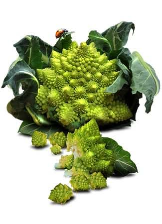 Romanesco Broccoli Seeds