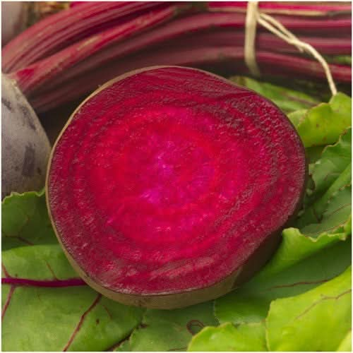 bulls blood Beet