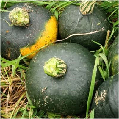 Burgess Buttercup Winter Squash Seeds For Planting (Cucurbita pepo)