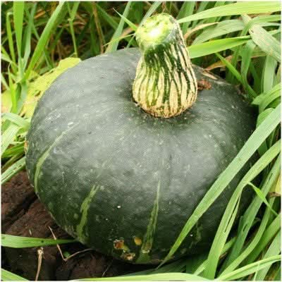 Burgess Buttercup Winter Squash Seeds For Planting (Cucurbita pepo)