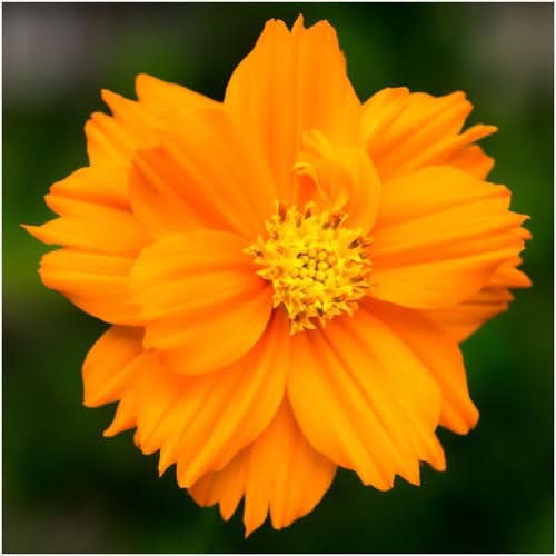 Burning Passion Cosmos Seeds For Planting (Cosmos sulphureus)