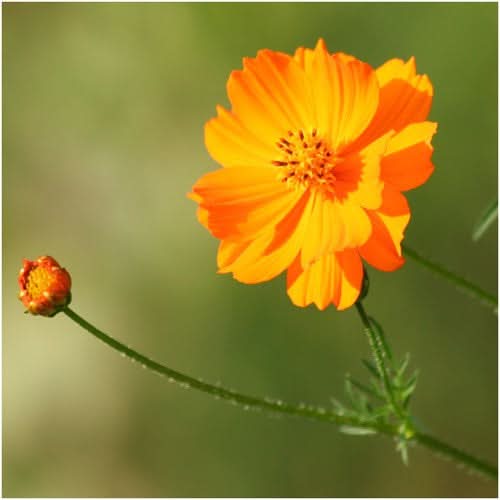 Burning Passion Cosmos Seeds For Planting (Cosmos sulphureus)