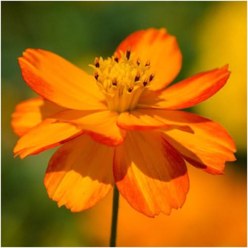 Burning Passion Cosmos Seeds For Planting (Cosmos sulphureus)
