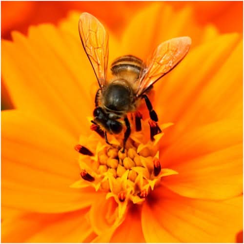 Burning Passion Cosmos Seeds For Planting (Cosmos sulphureus)