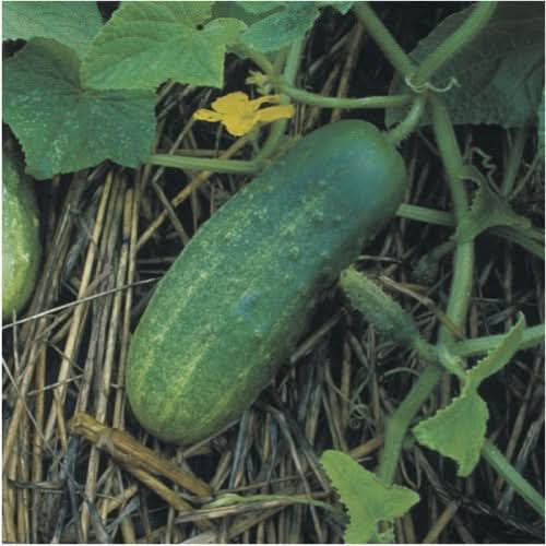 pickle seeds for planting Bush Pickle Cucumber Seeds For Planting (Cucumis sativus) Seed Needs – Seed Needs LLC