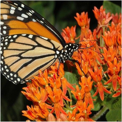 Butterfly Milkweed Seeds For Planting (Asclepias tuberosa)