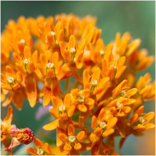 butterfly milkweed seeds for planting