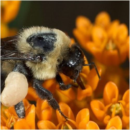 butterfly milkweed seeds for planting