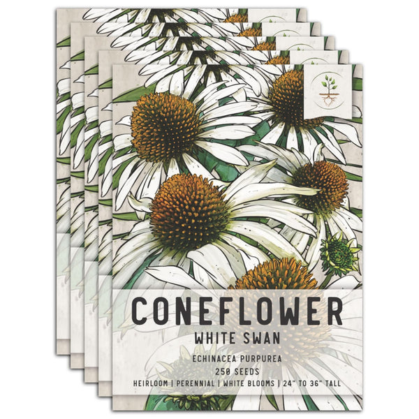 White Swan Coneflower Seeds For Planting (Echinacea purpurea)