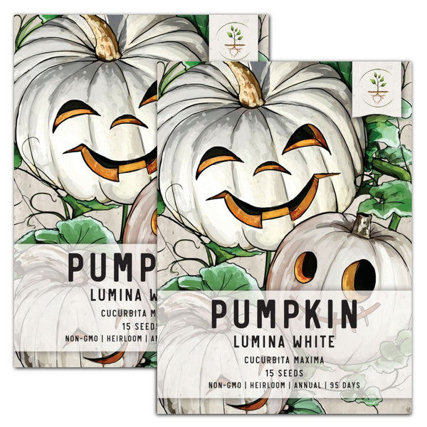 Lumina White Pumpkin Seeds For Planting (Cucurbita maxima)