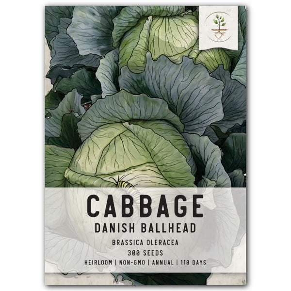 Danish Ballhead Cabbage Seeds For Planting 