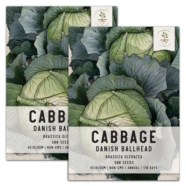 Danish Ballhead Cabbage Seeds For Planting (Brassica oleracea)