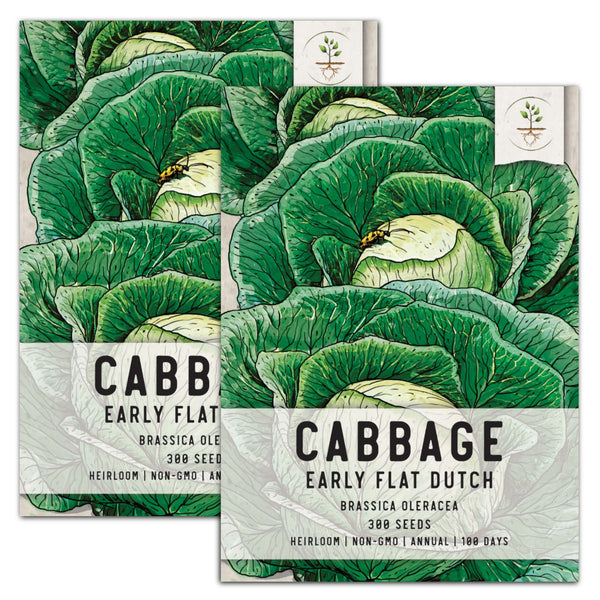 Early Flat Dutch Cabbage Seeds For Planting (Brassica oleracea)