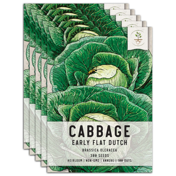 Early Flat Dutch Cabbage Seeds For Planting (Brassica oleracea)