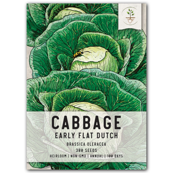 Early Flat Dutch Cabbage Seeds For Planting (Brassica oleracea)