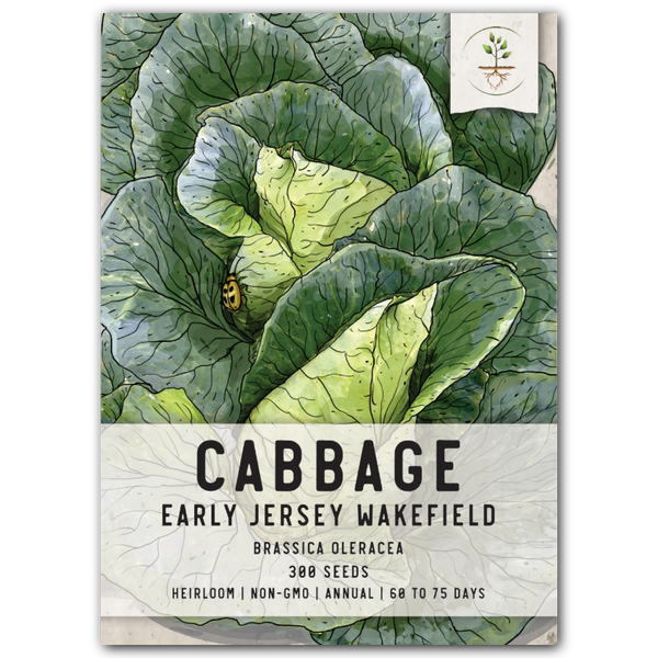 Early Jersey Wakefield Cabbage Seeds For Planting (Brassica oleracea)