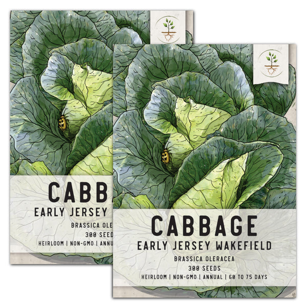 Early Jersey Wakefield Cabbage Seeds For Planting (Brassica oleracea)