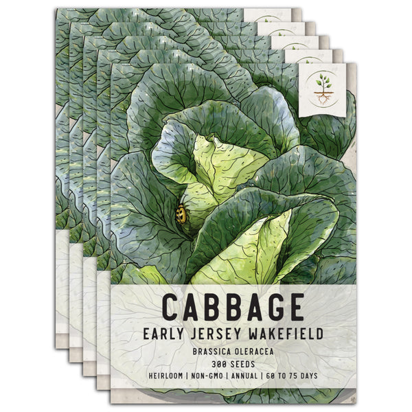 Early Jersey Wakefield Cabbage Seeds For Planting (Brassica oleracea)