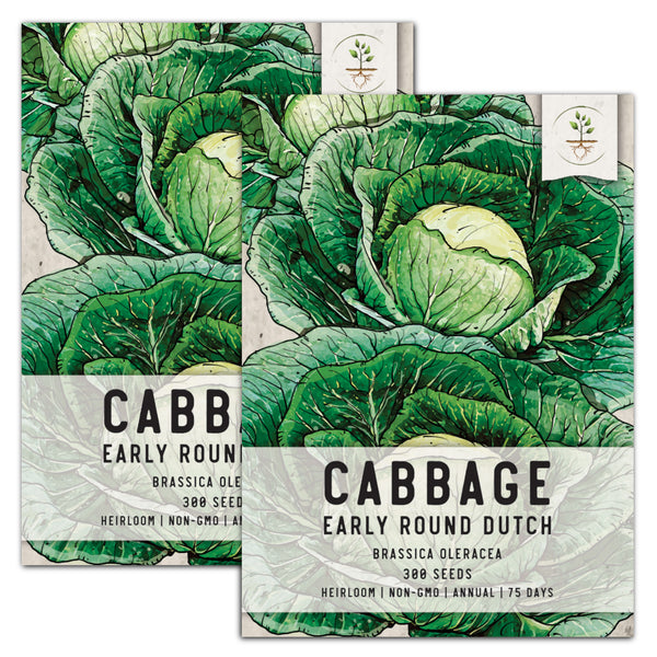 Early Round Dutch Cabbage Seeds For Planting (Brassica oleracea)
