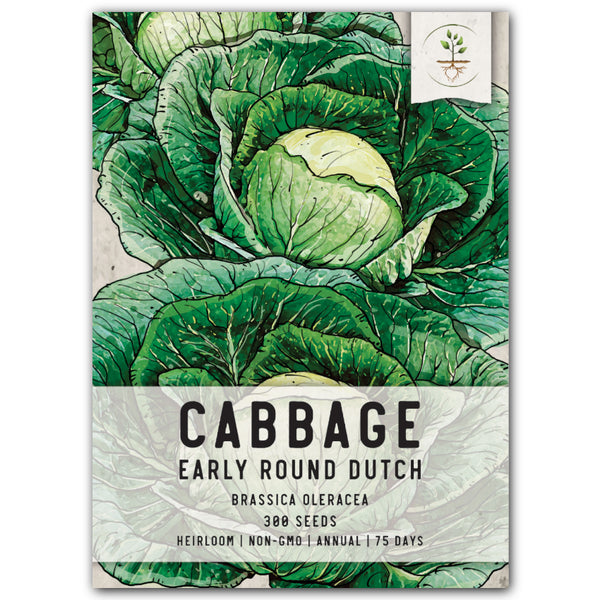 Early Round Dutch Cabbage Seeds For Planting (Brassica oleracea)