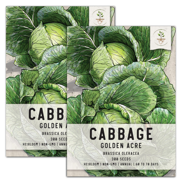 Golden Acre Cabbage Seeds For Planting (Brassica oleracea)